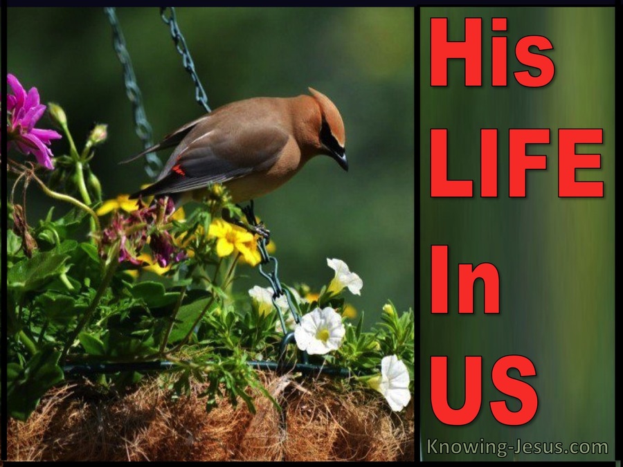His Life In Us (devotional)12-23   (red)